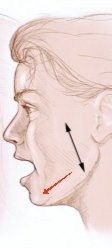 Face model jaw exercise